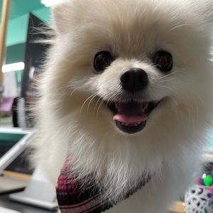 Meet your Posher, Baylee